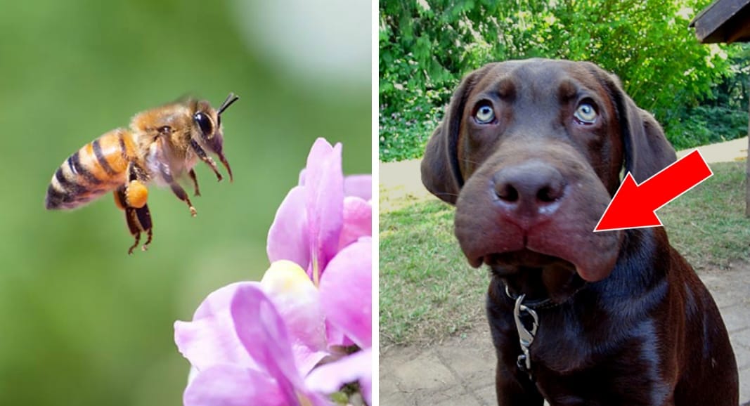 Serpents et insectes : quels risques pour votre animal ?