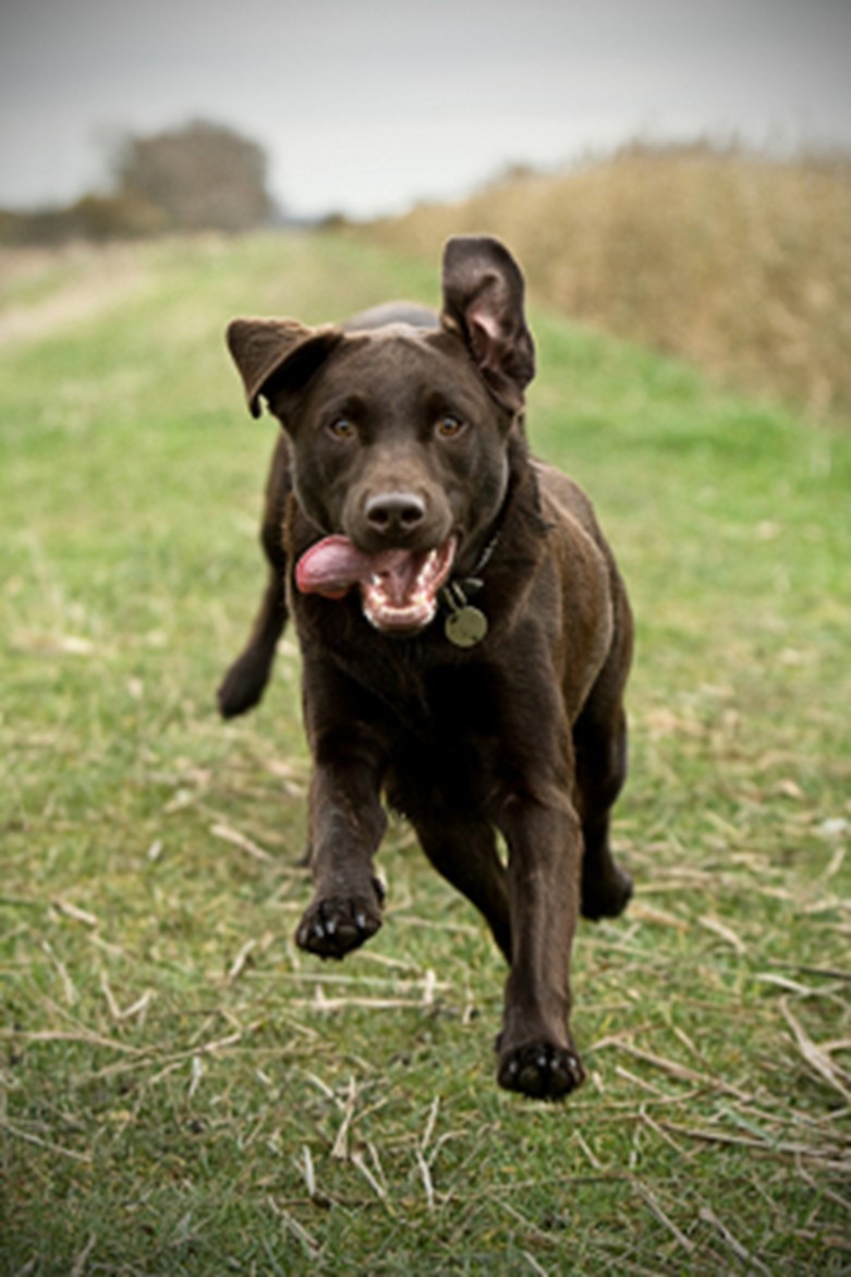 La castration du chien