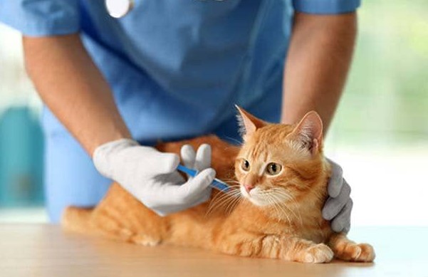 La vaccination des chiens et des chats